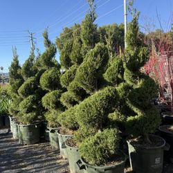 Spiral Green Junipers
