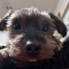 Gizmo