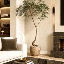 ~ 6 Ft Queensland Bottle Tree/ Brachychiton Rupestris (Planter Included)