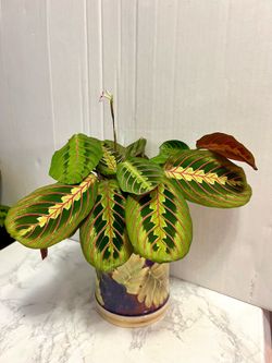 Prayer 🙏 plant 🪴