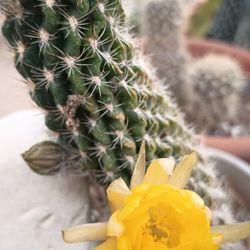 Cactus plant.