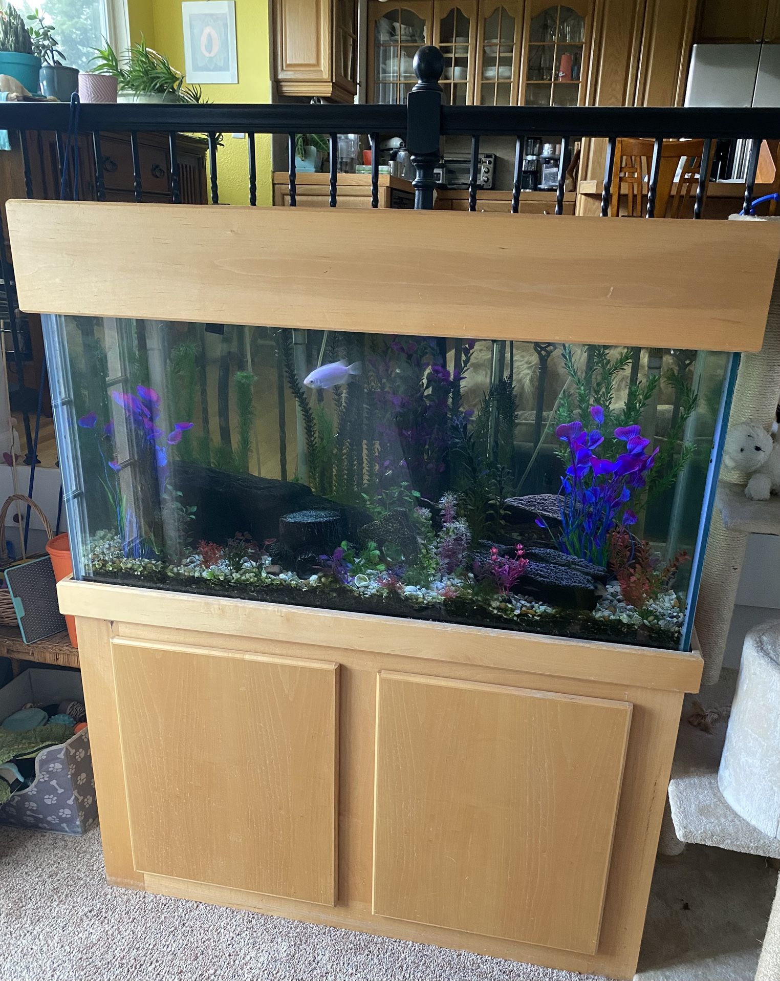 90 Gallon Fish Tank