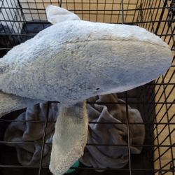 Stuffed Whale