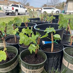 Grapes Plant