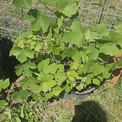 Super Grape Plant $12.00