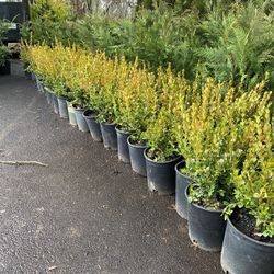 WINTER GEM boxwood Plants 