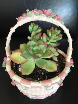 Real live succulents make great gifts