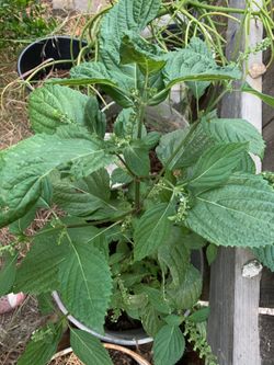 Vietnamese mint , two feet tall with seeds for propagation