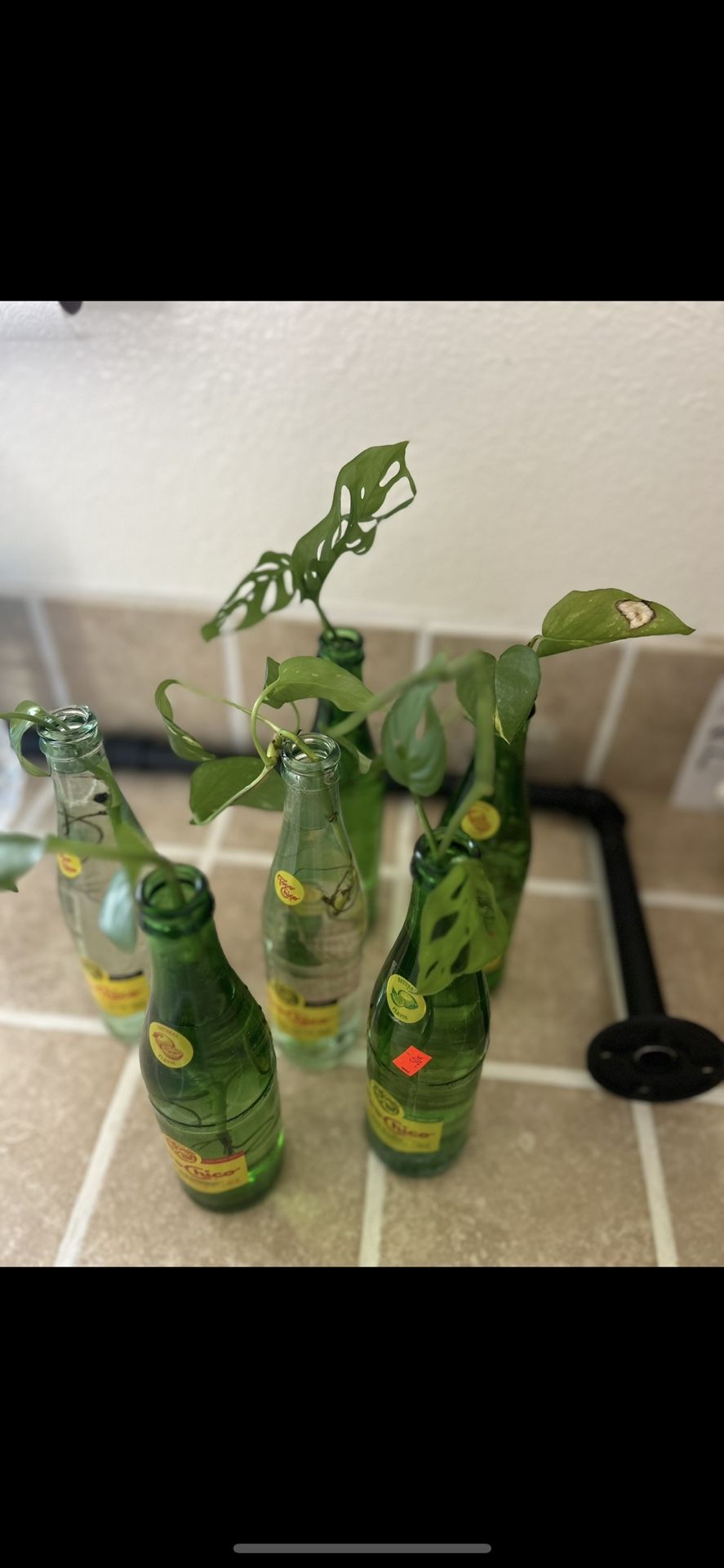 Rooted Plant Clippings!