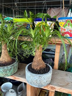 Ponytail is 9” ceramic pots $35 each