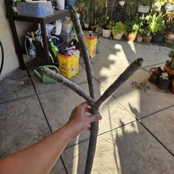 PLUMERIA CUTTING