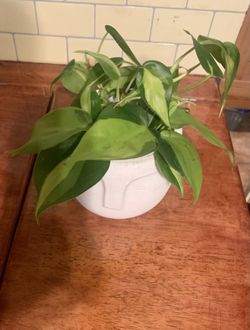 Philodendron Brasil