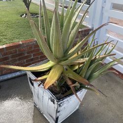 Large Mature Aloe Vera Plant In A Pot