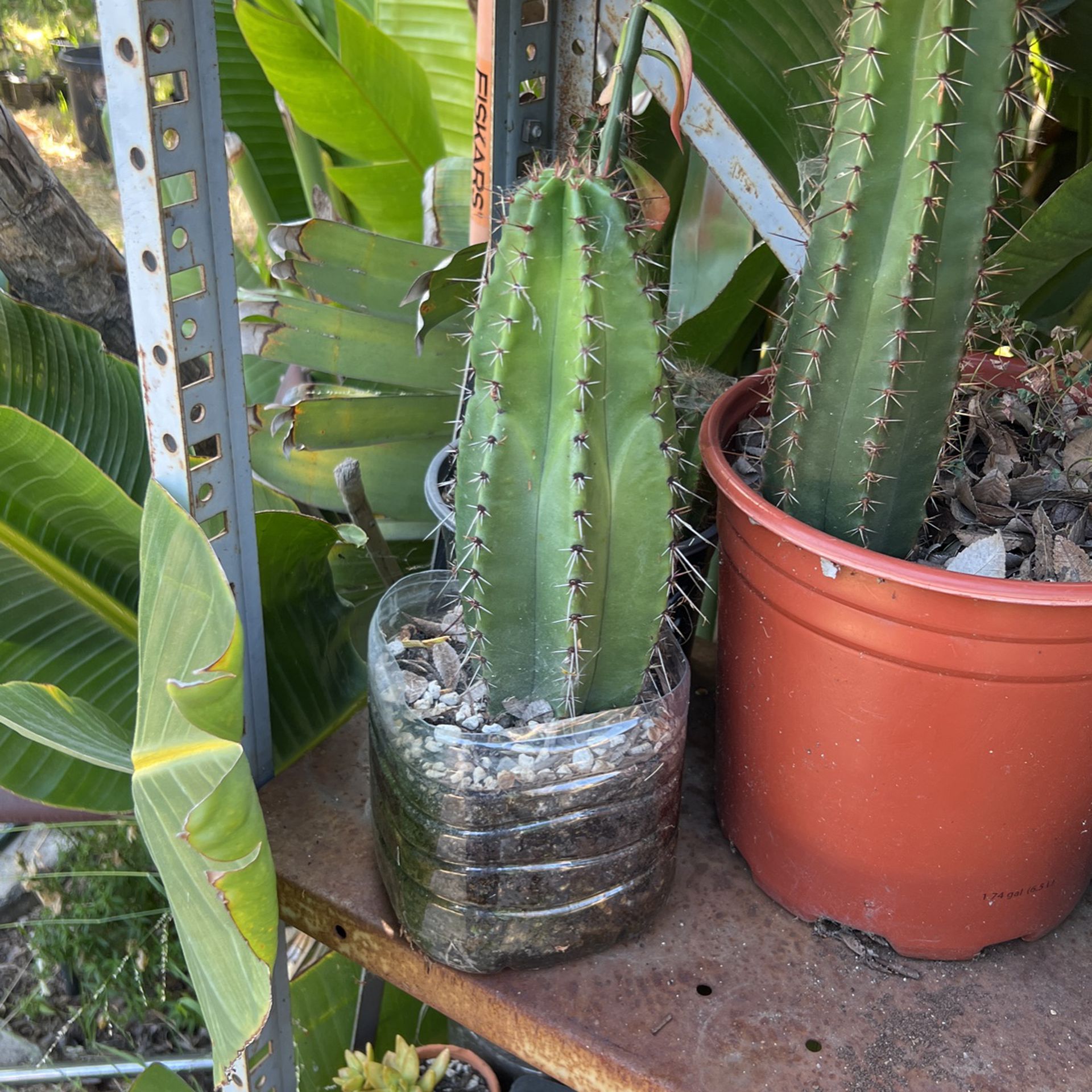 Stenocereus Queretaroensis Pitaya Cactus 