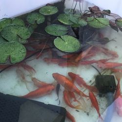 Pond Goldfish / Colors/ Fantails 🐡Huge Sale