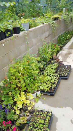 Flowers for sale many kind many size in beautiful pots