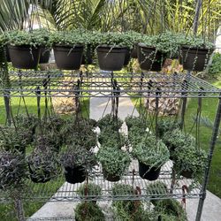 Hanging Succulent 10$ Each