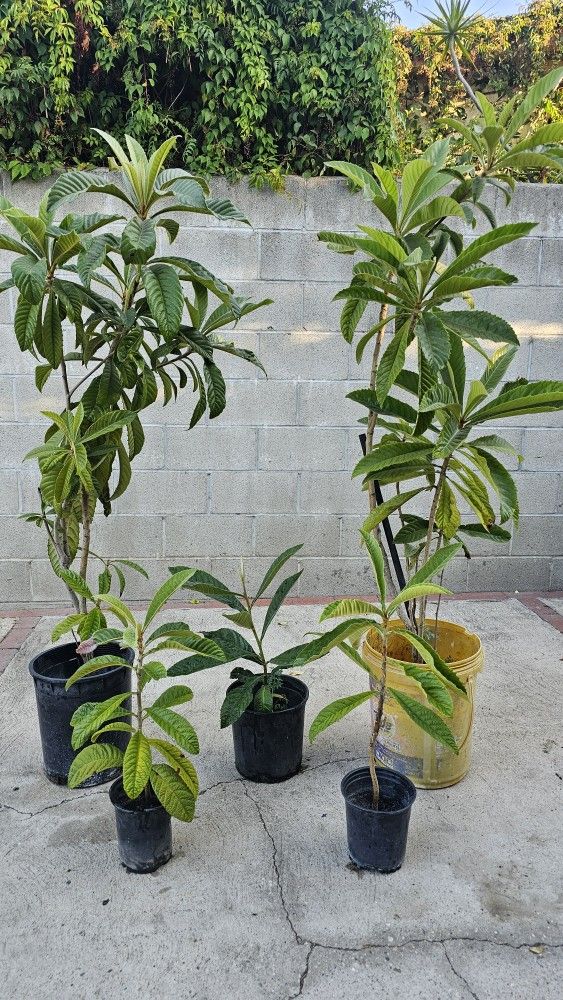 Misperos/loquat Plant