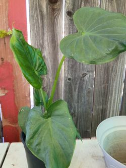 Alocadia cucullata tropical Houseplant in Black Pot