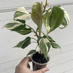 Philodendron Rio Plant