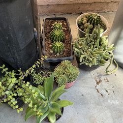 Plants For Sale!!