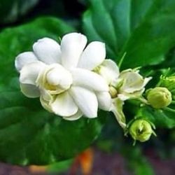 Grand Duke Supreme Arabian Jasmine plant , Hoa Lai nhieu lop , 5 gallons,3 feet tall,$45 each