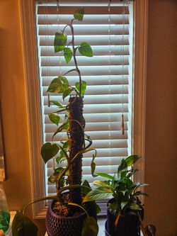 Mother white Princess Philodendron