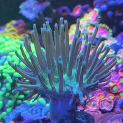 Emerald green long polyp toadstool leather large size frag Coral
