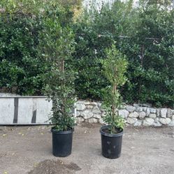 🟢BUY 50 GET 1 FREE 🟢 15 gallon ficus