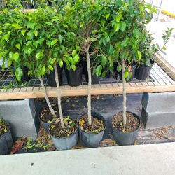 Arboles De Ficus 3 Gallon 