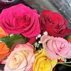 Rose R.