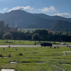 Hollywood Hills Cementery 2 Plots