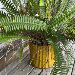 Beautiful Live Plant 🪴 With Vase