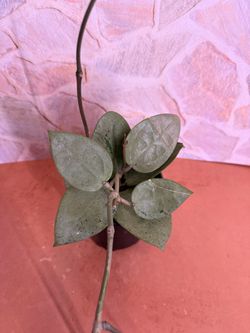 Hoya Verticillata Silver Heart Plant - 4inch $45
