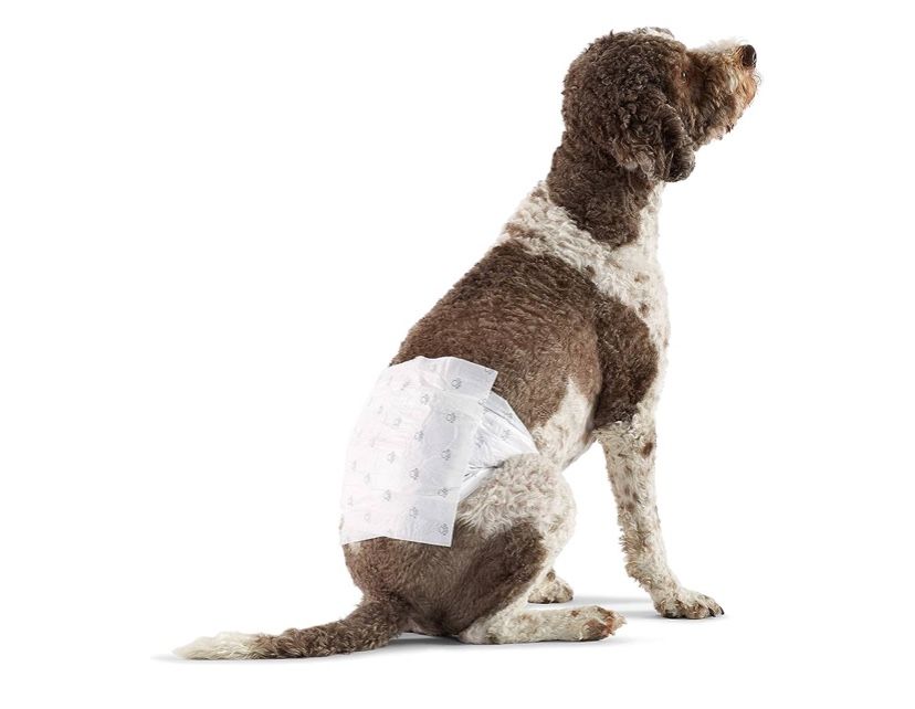Amazon Basics Male Dog Wrap, Disposable Male Dog Diapers, Large - Pack of 30, White