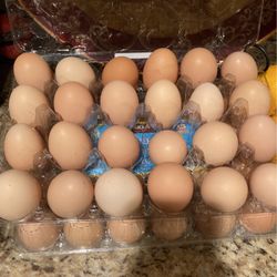 Orangic Eggs 