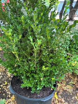 Japanese Boxwood