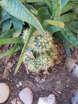 Cactus S
