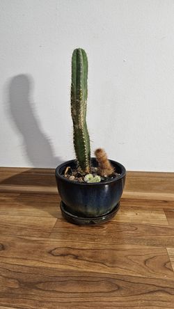 Cactus + Cuttings in Ceramic Planter 🌵