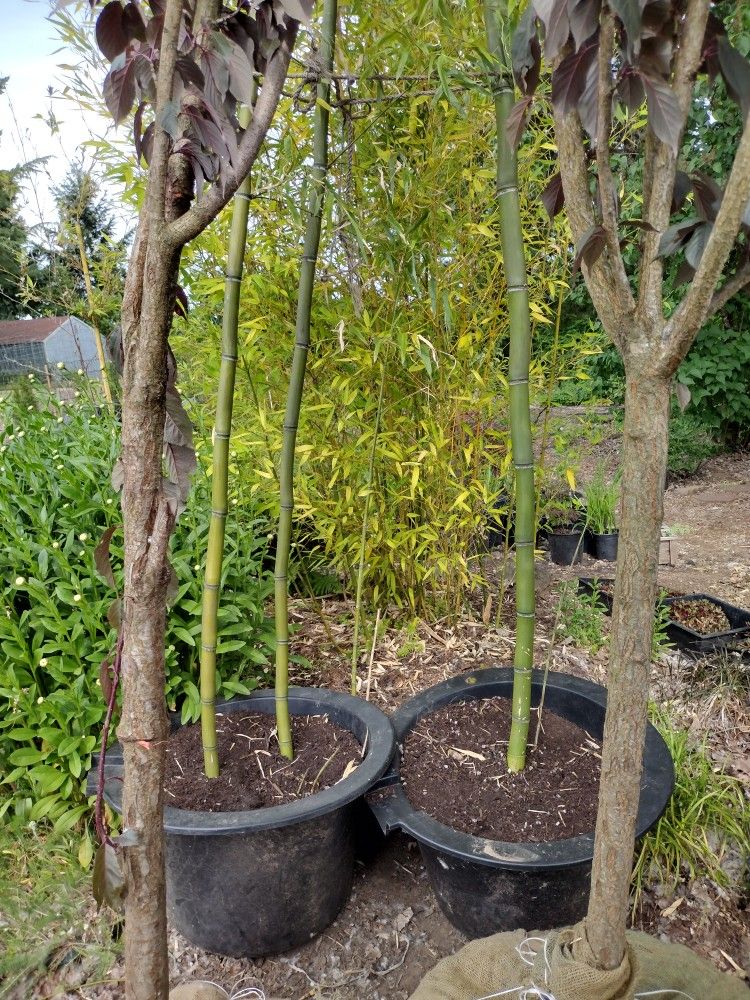 Timber Bamboo Plants up 20ft Tall