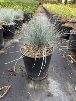 Blue Fescue Grass – 1 Gallon Pots – Compact, Colorful, & Drought-Tolerant!