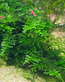 Christmas moss