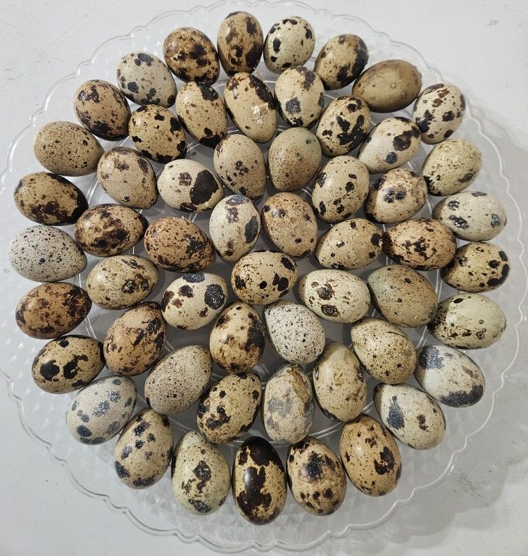 Corturnix Quails Eggs $4/dzn