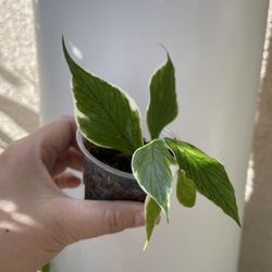 Albo Polyneura Plant 