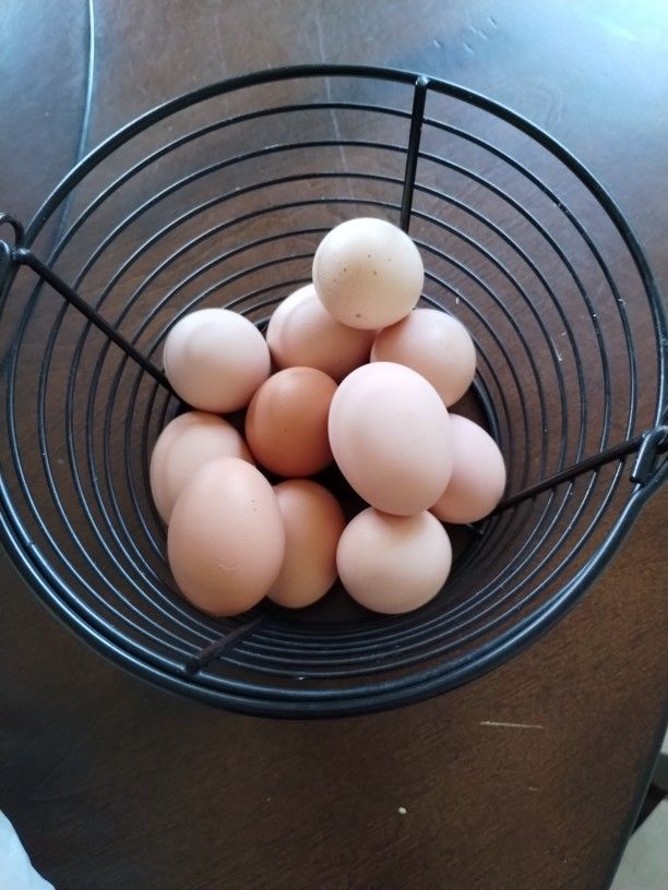 Fresh Organic Eggs