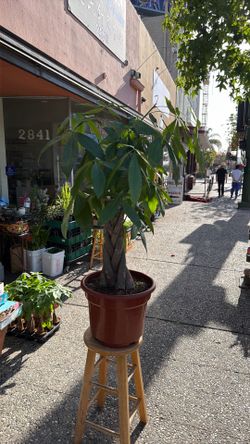 big CL money tree for indoor and outdoor plant
