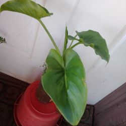 Plants Alcatraz Blanco