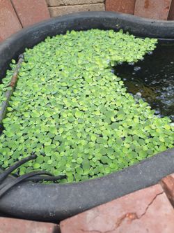 Aquarium Plants/ Pond plants