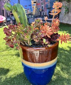 Large array of Succulents in $100 plus Blue Glazed Planter