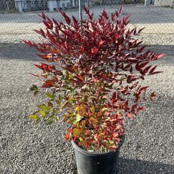 Nandina Domestica